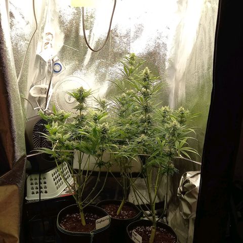 Dance World  growlog timeline photo