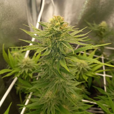Euphoria  growlog timeline photo