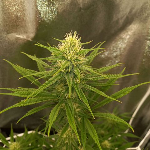 Dance World  growlog timeline photo