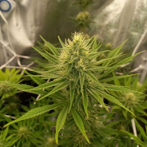 Royal Highness growlog timeline photo