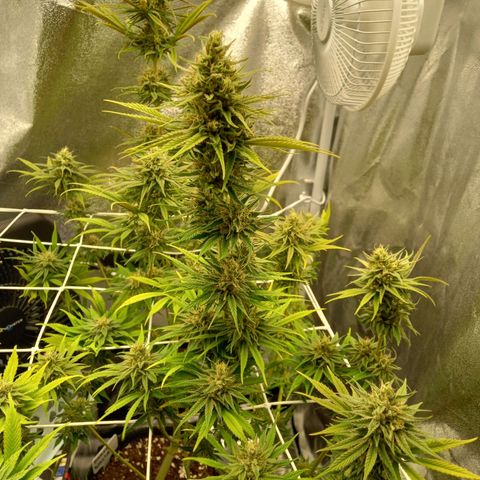 Royal Highness growlog timeline photo