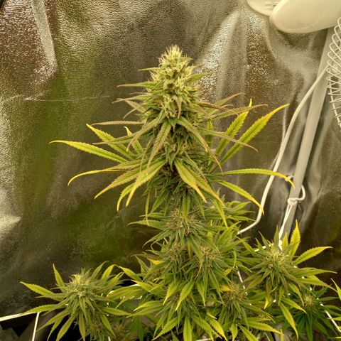Dance World  growlog timeline photo