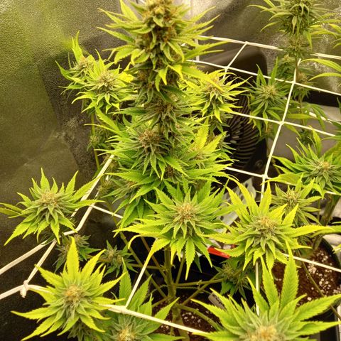 Euphoria  growlog timeline photo