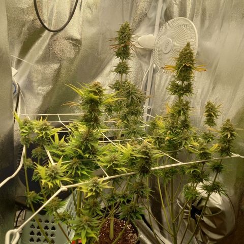 Dance World  growlog timeline photo