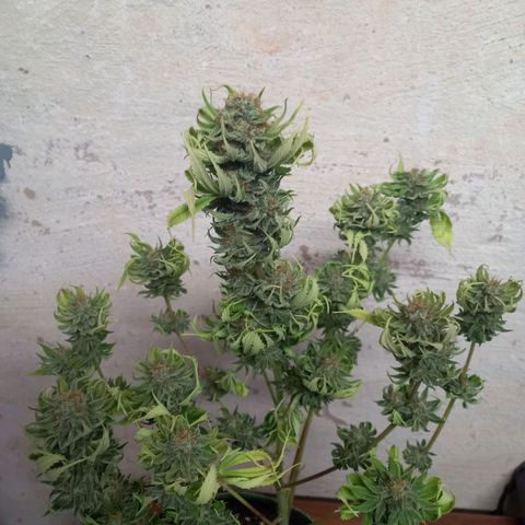 Euphoria  growlog photo: Ernte 
