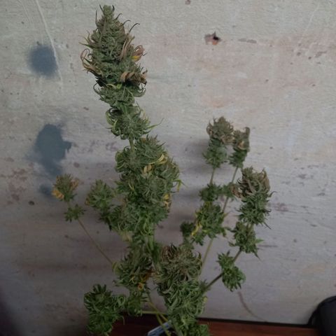 Royal Highness growlog photo: Ernte 