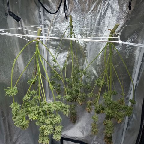 Dance World  growlog timeline photo