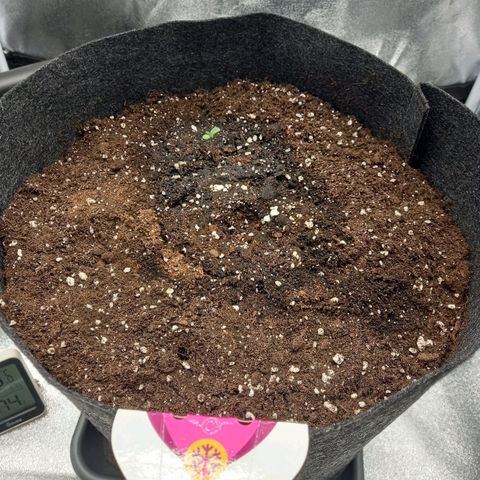 ICE growlog photo: Pflanze durchbricht die Erde und tankt das erste Licht 