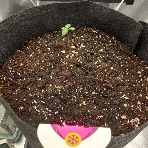 ICE growlog photo: Wassergabe, Licht auf 100 Watt gestellt und ein Clipventilator im Zelt angebracht 