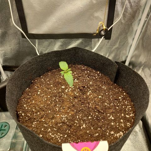 ICE growlog photo: Wassergabe und Start der Wachstumsphase 