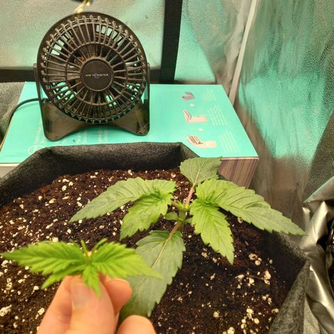 ICE growlog photo: Getoppt Licht auf 200 Watt und gegossen