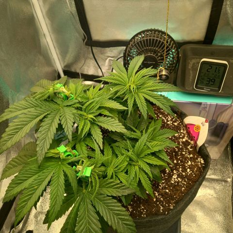 ICE growlog timeline photo