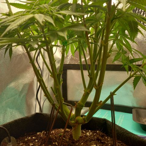 ICE growlog photo: Lollipopping 