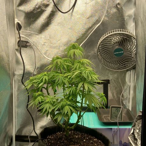 ICE growlog photo: Lollipopping 