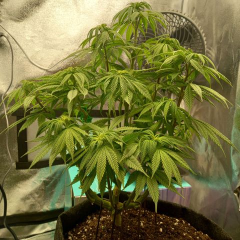 ICE growlog photo: Lollipopping 