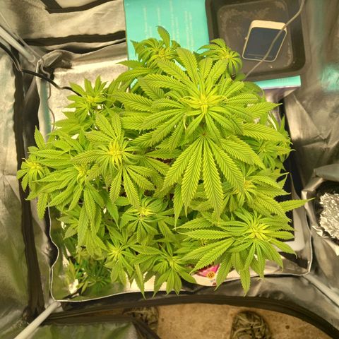 ICE growlog photo: Lollipopping 