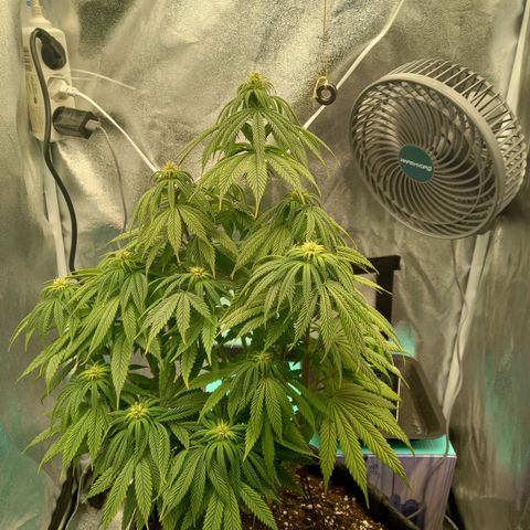 ICE growlog timeline photo