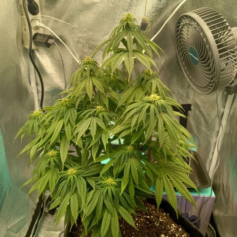 ICE growlog timeline photo