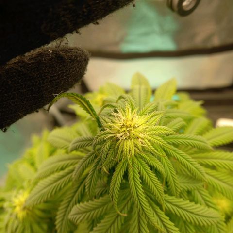 ICE growlog timeline photo