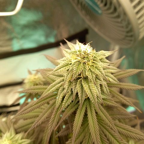 ICE growlog timeline photo