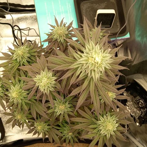 ICE growlog timeline photo