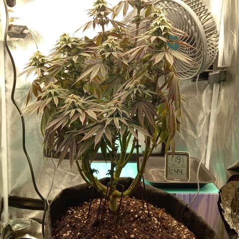 ICE growlog timeline photo