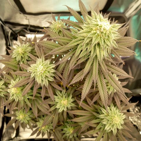 ICE growlog timeline photo