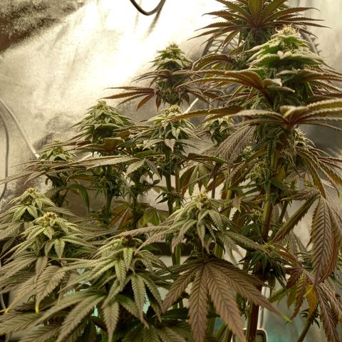 ICE growlog timeline photo