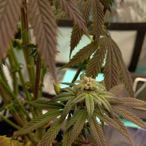 ICE growlog timeline photo
