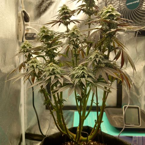 ICE growlog timeline photo