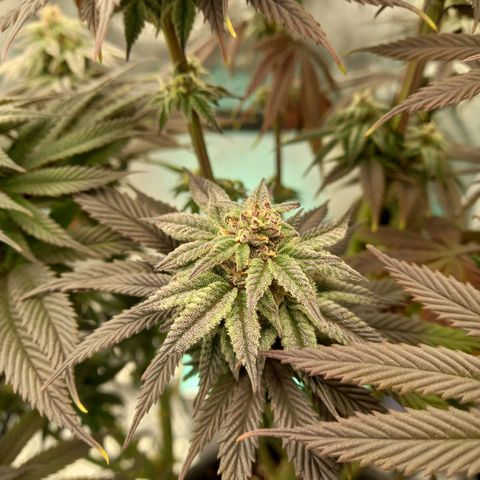 ICE growlog timeline photo