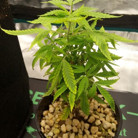 Kripple Roulette growlog photo: Looking good
