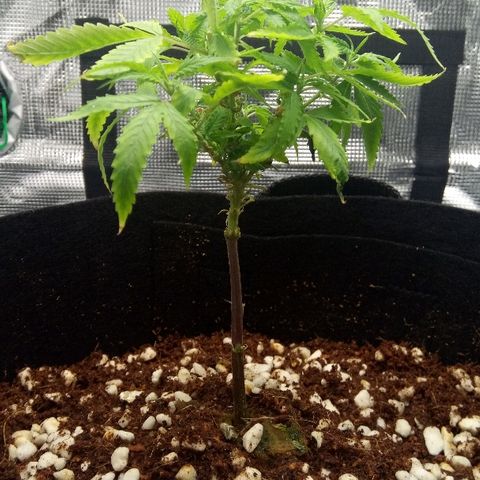 Kripple Roulette growlog photo: Trimmed old growth.
Tipped.