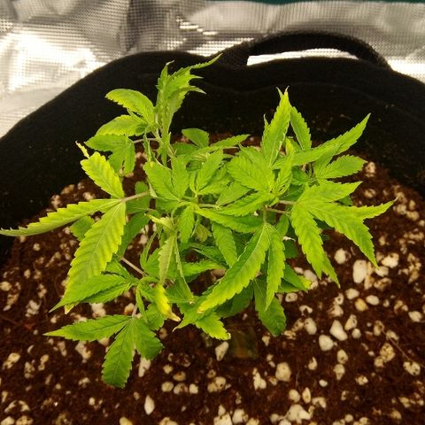 Kripple Roulette growlog photo: Trimmed old growth.
Tipped.
