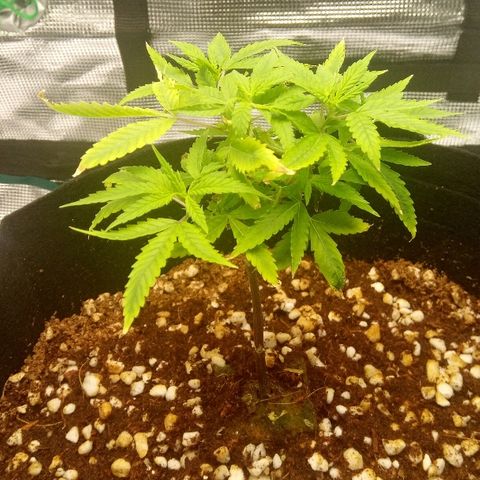 Kripple Roulette growlog timeline photo