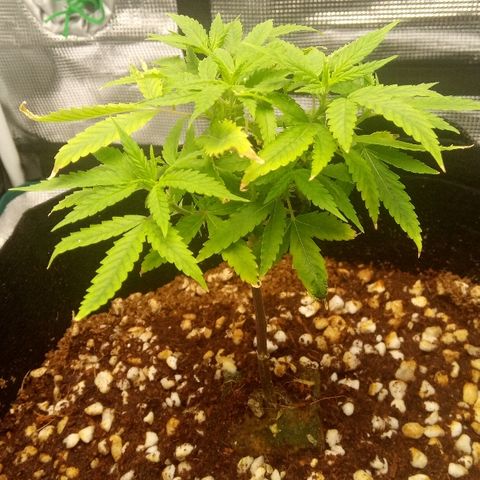 Kripple Roulette growlog photo: Awesome