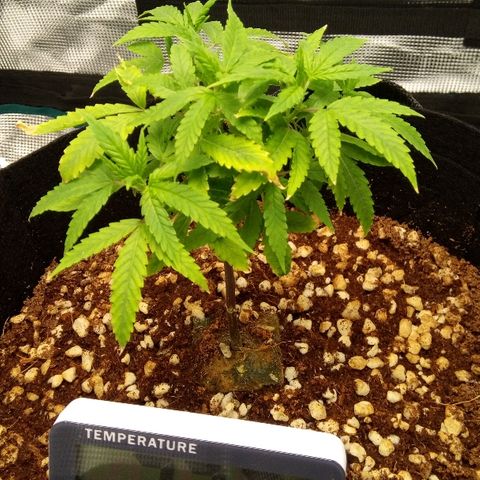 Kripple Roulette growlog timeline photo