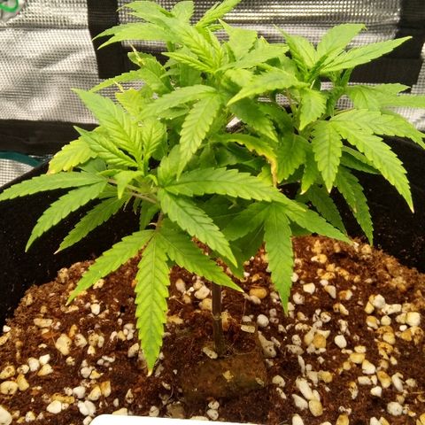 Kripple Roulette growlog timeline photo