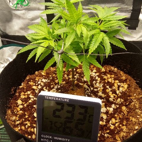 Kripple Roulette growlog photo: Start low stress training