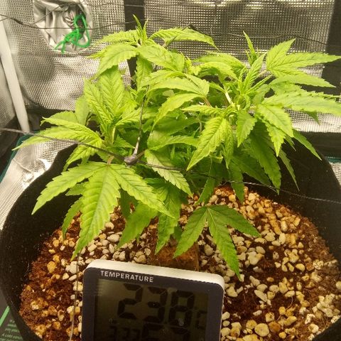Kripple Roulette growlog timeline photo