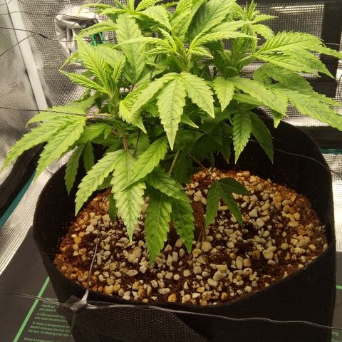 Kripple Roulette growlog timeline photo