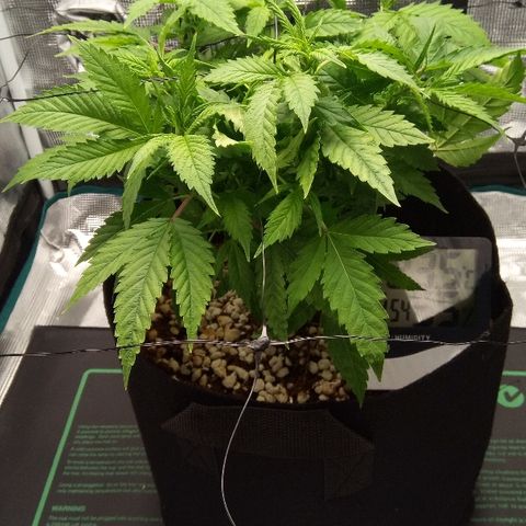 Kripple Roulette growlog timeline photo