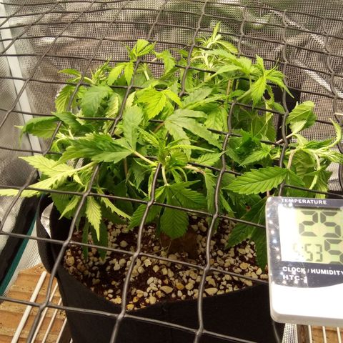 Kripple Roulette growlog timeline photo