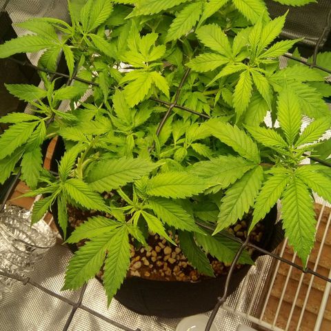 Kripple Roulette growlog timeline photo