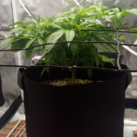 Kripple Roulette growlog timeline photo