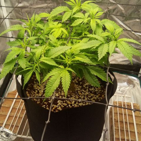 Kripple Roulette growlog timeline photo