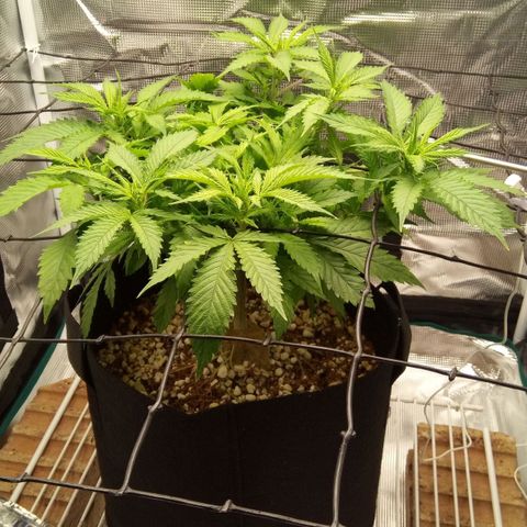 Kripple Roulette growlog photo: Happy Jan