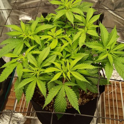 Kripple Roulette growlog photo: Happy Jan