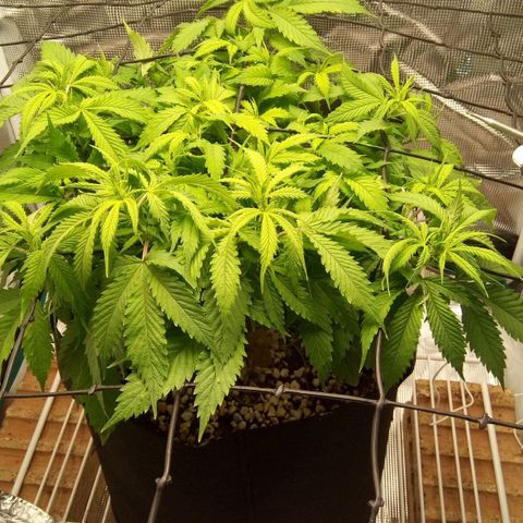 Kripple Roulette growlog timeline photo