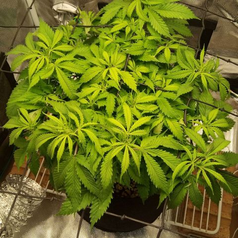 Kripple Roulette growlog timeline photo